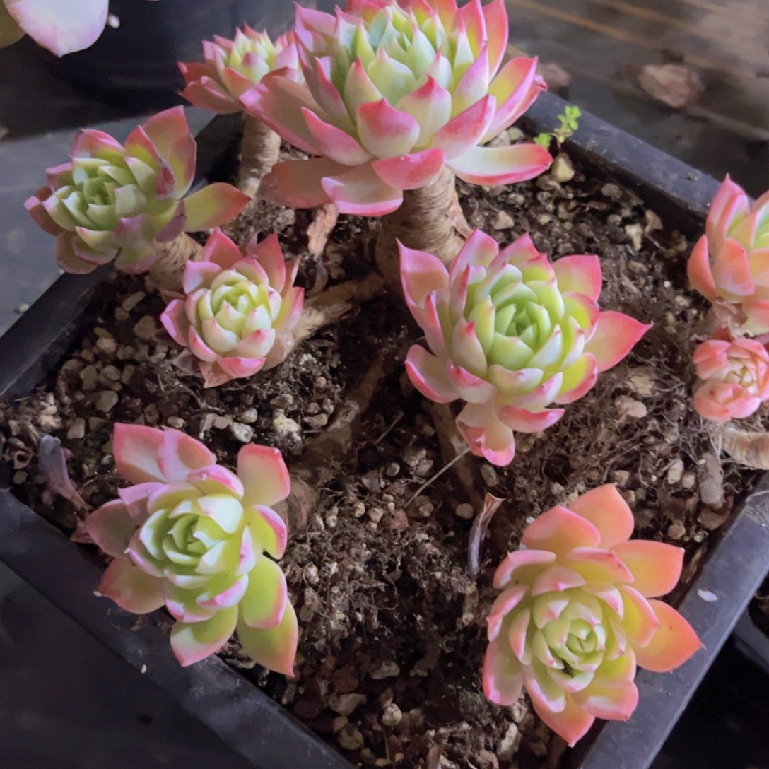 三色堇31217多肉植物