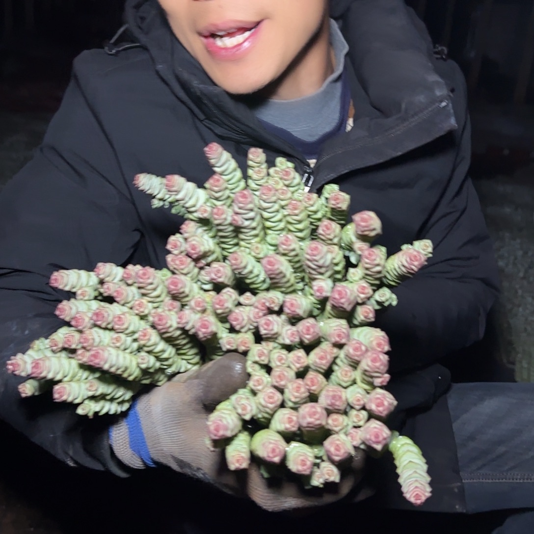盆栽钱串多肉3棵多肉