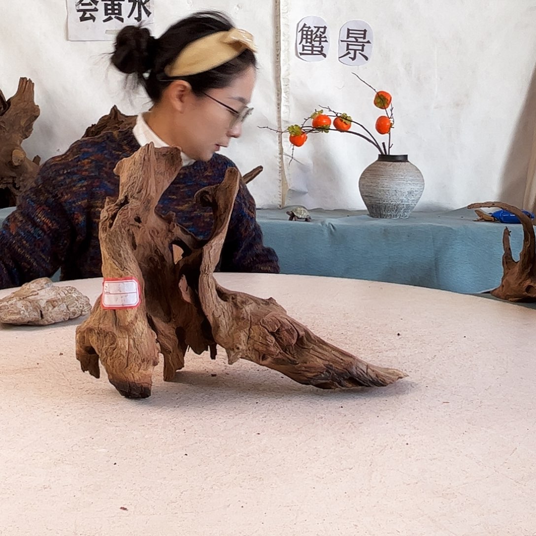 沉木造景爬宠造景