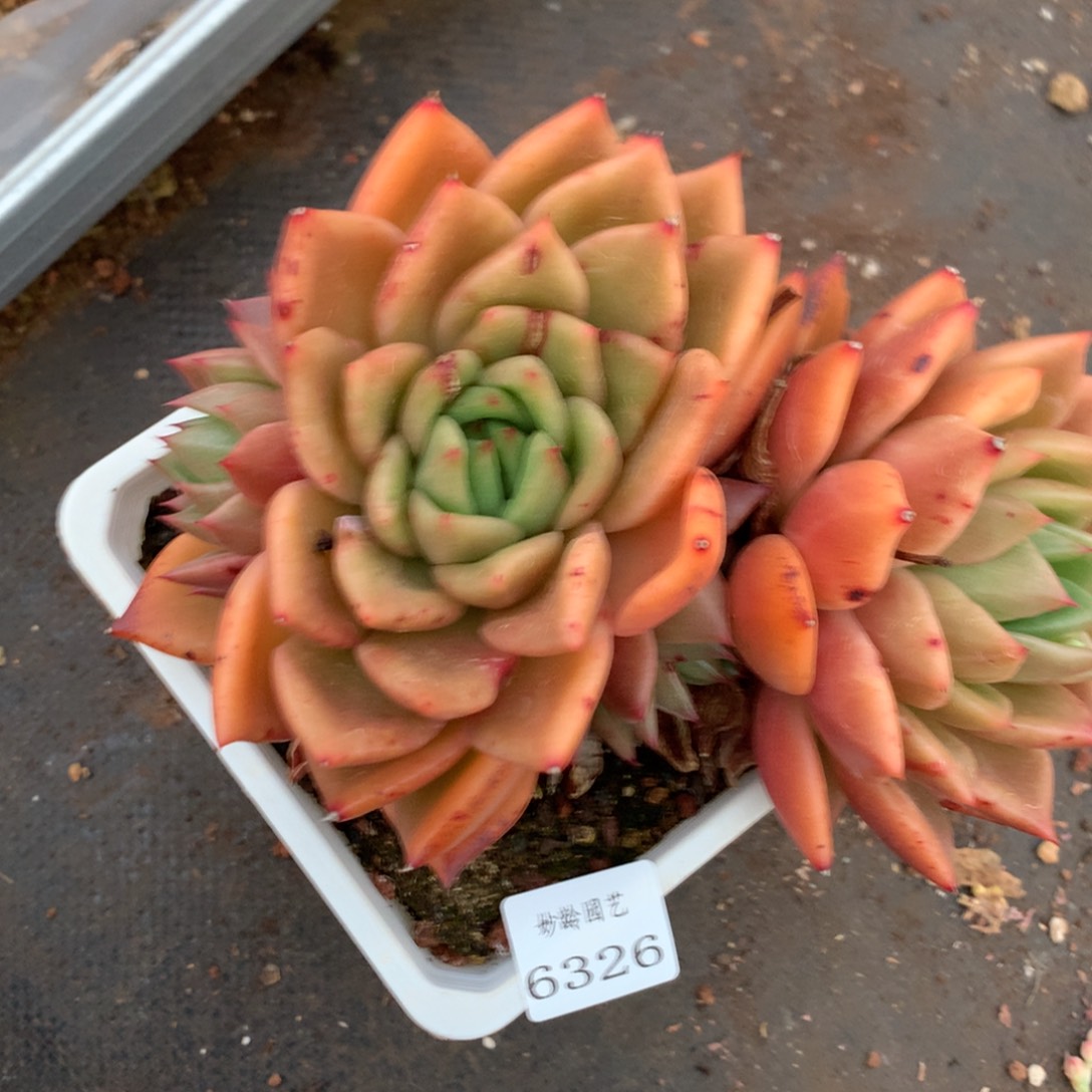 6326杂交精品基地17厘米