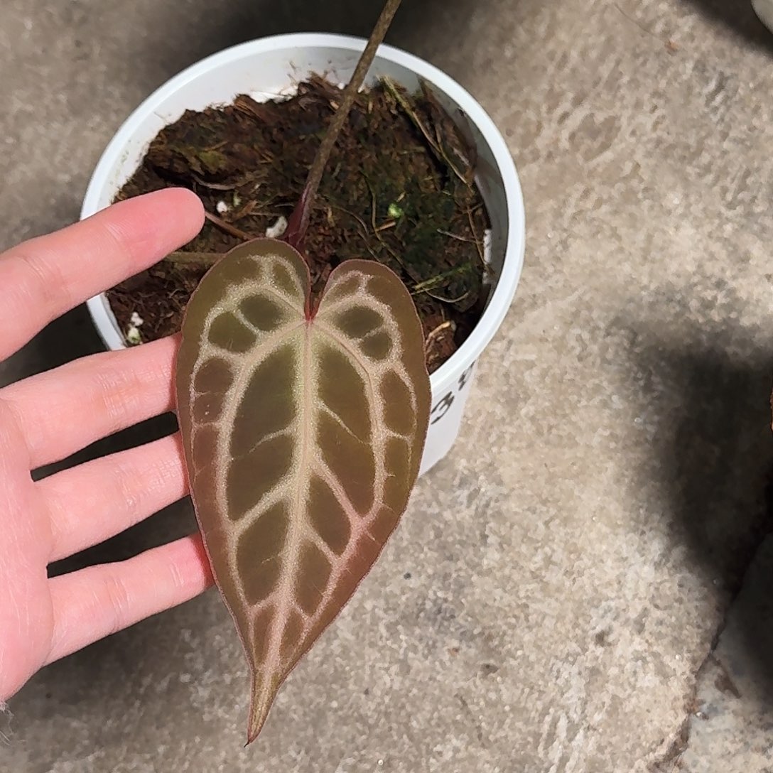 崔***呀完全开放D38红水晶杂