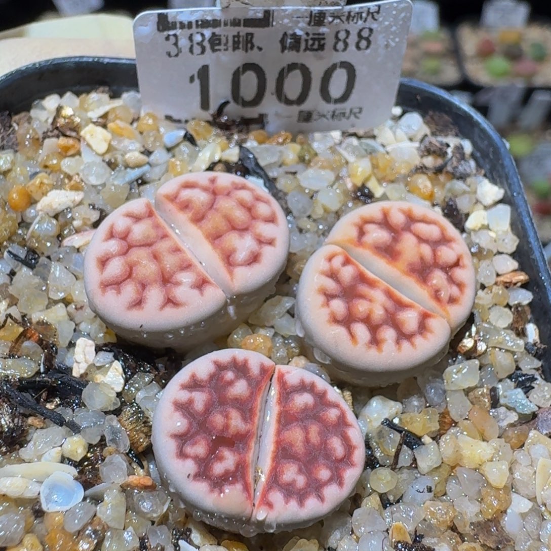 Ssss精品生石花1000