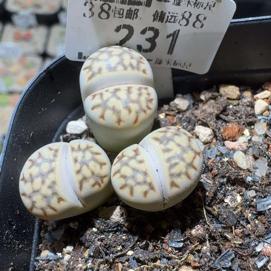 Sss精品清仓款231