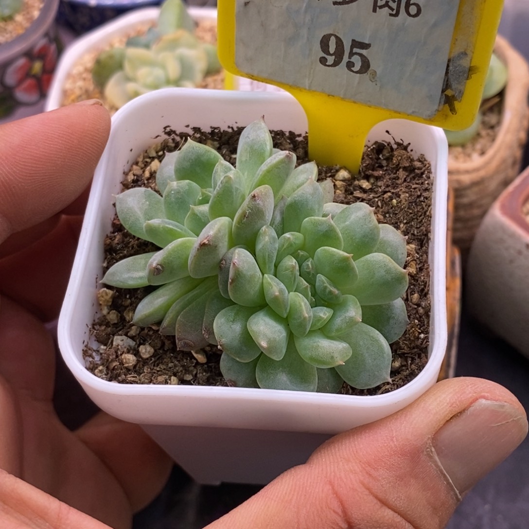 695不知名糖心多肉……