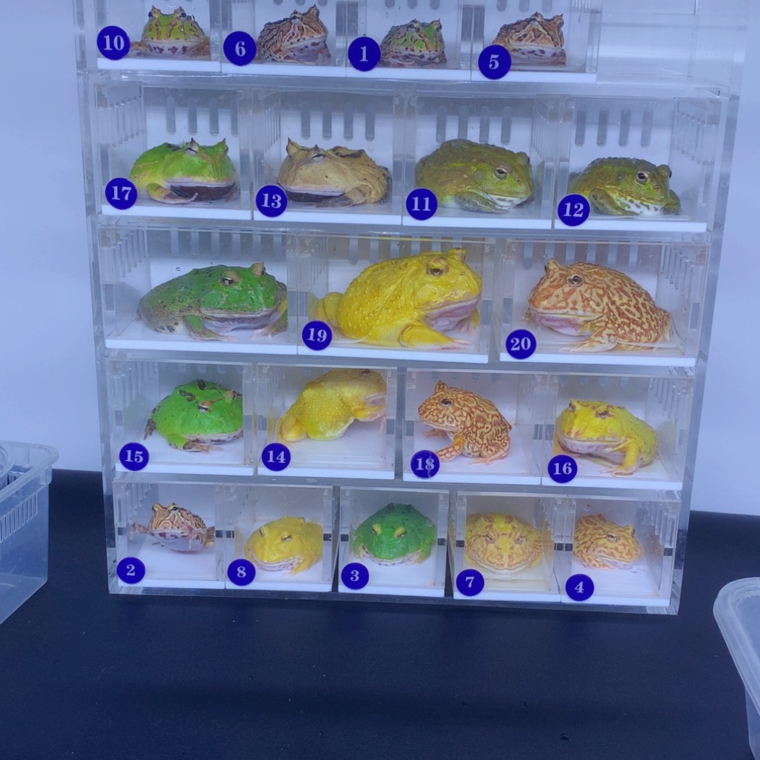 宠物蛙包邮一只蝴蝶蛙