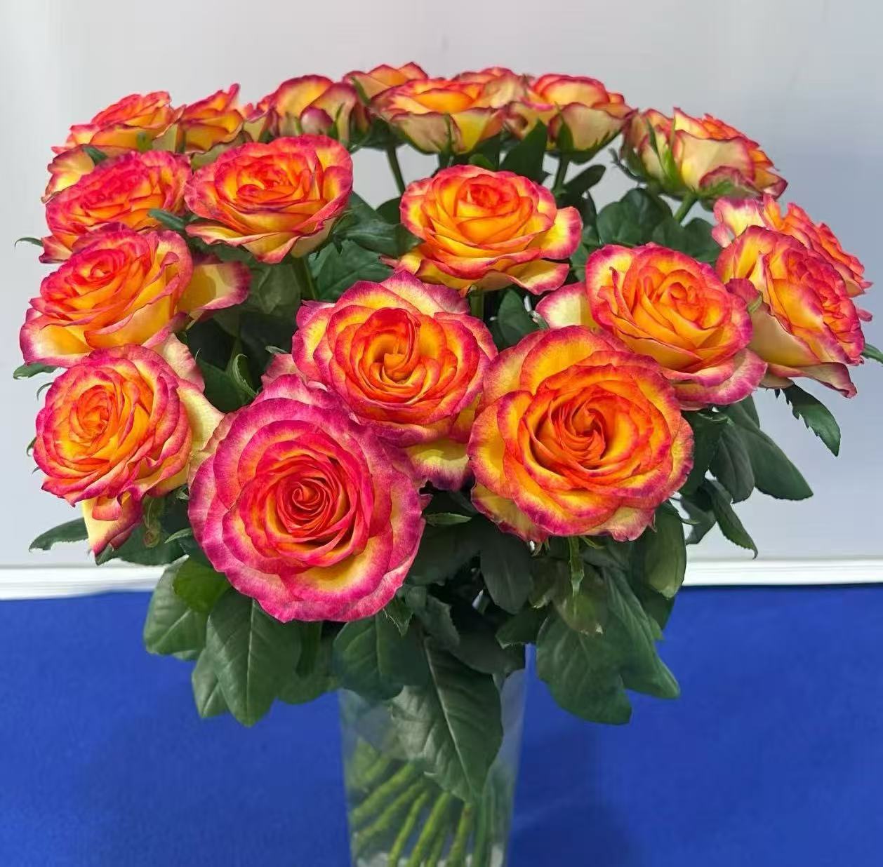 水灵花园  老虎  帝王玫瑰  切花直立复色多色月季盆栽地栽