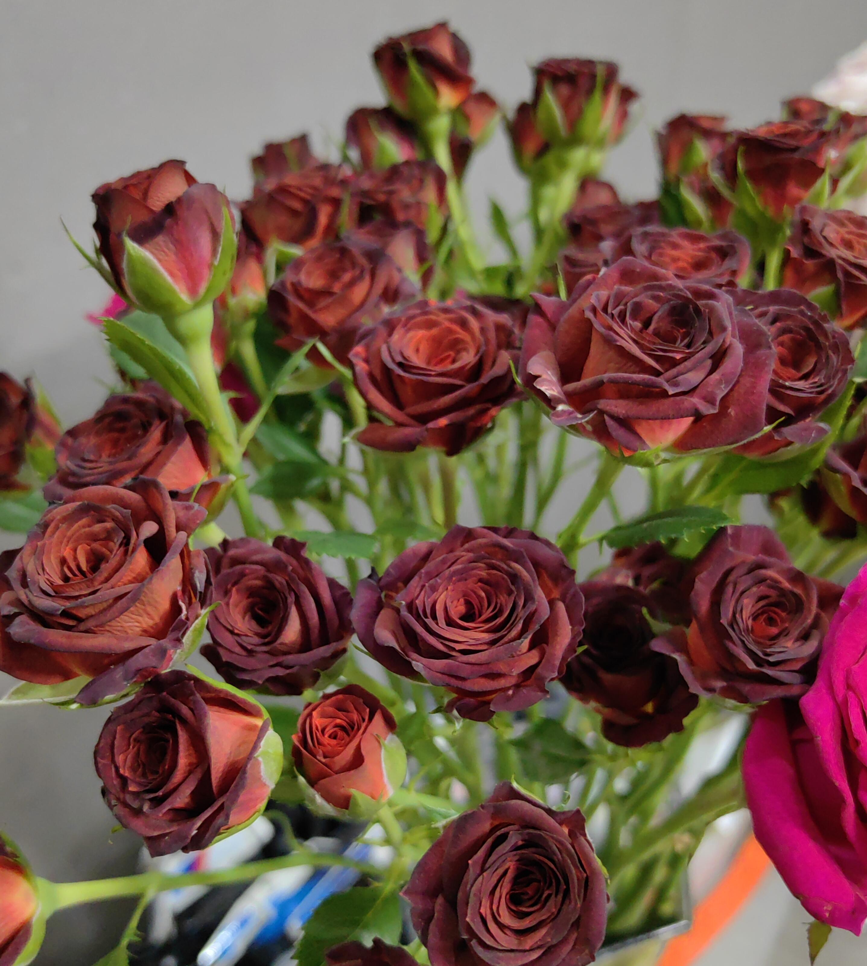 【买一送一】小头铁头巧克力泡泡一把 多头玫瑰 云南基地鲜花直发