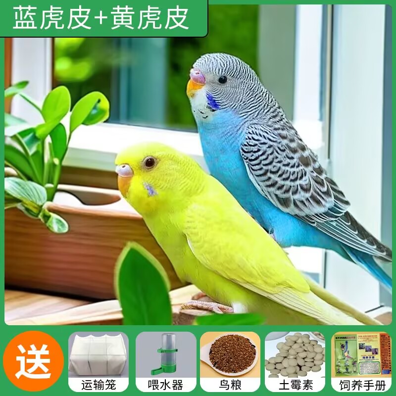 【鹦鹉】2只一对手养亲人会学说话的虎皮鹦鹉活鸟宠物下蛋繁殖