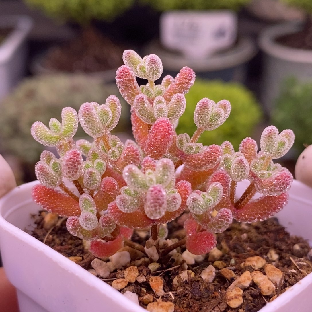 64实生。冰红。     