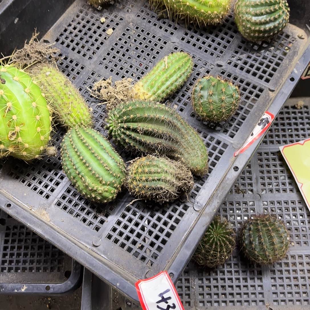43号侧牙混品仙人球