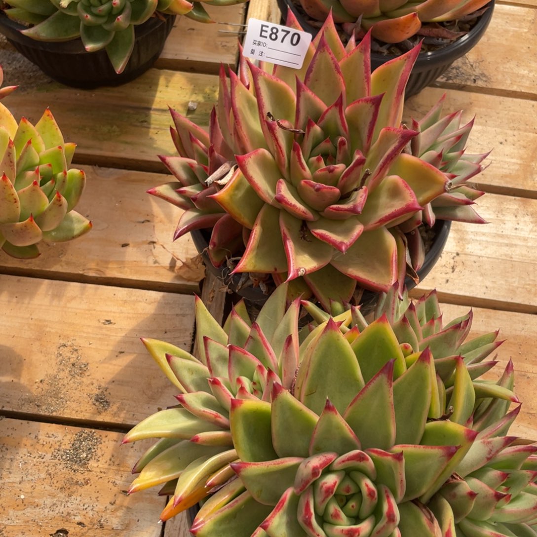 ****夏无花朵若如东云组拍E870