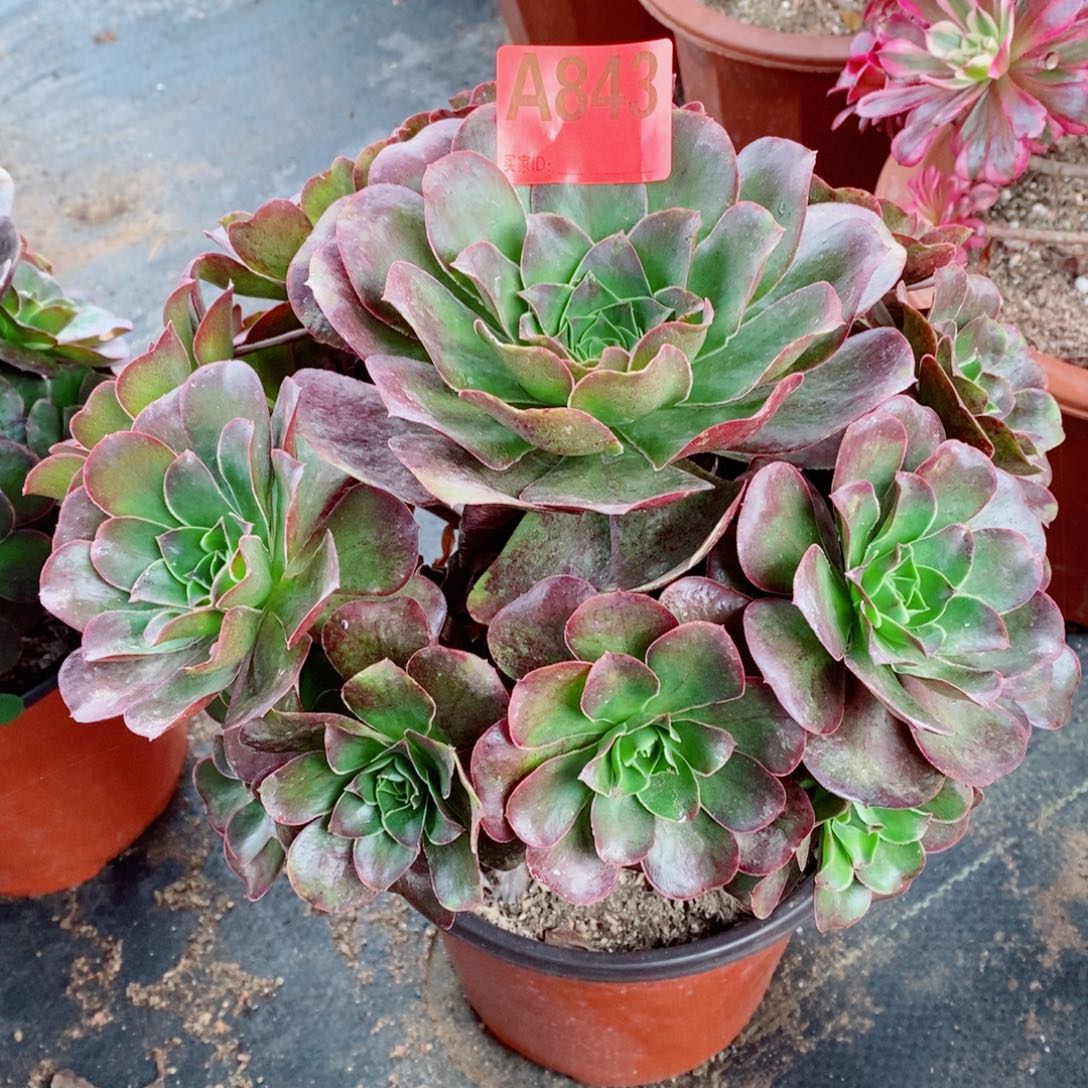 魅金玫瑰843多肉11111