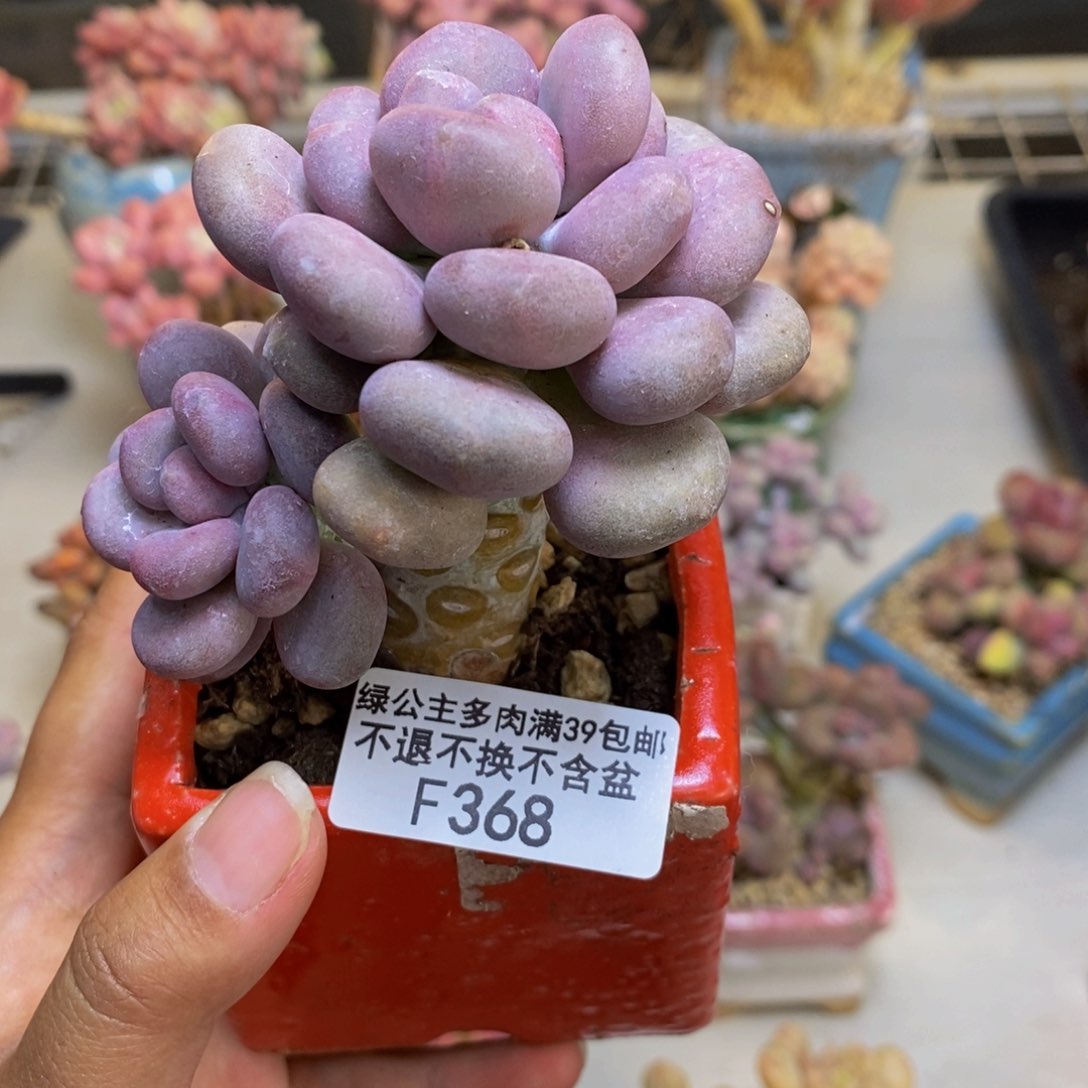 368月美人多肉7c m