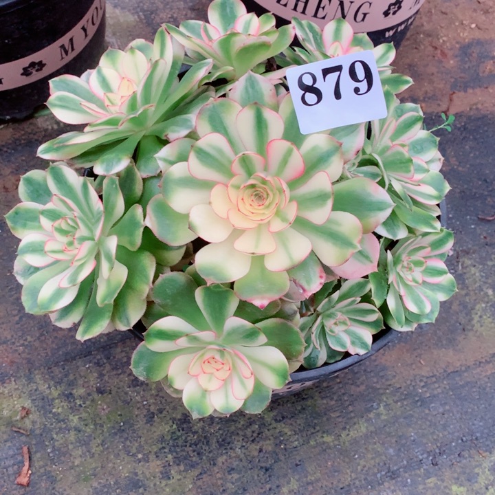 Q*多肉植物荔枝879