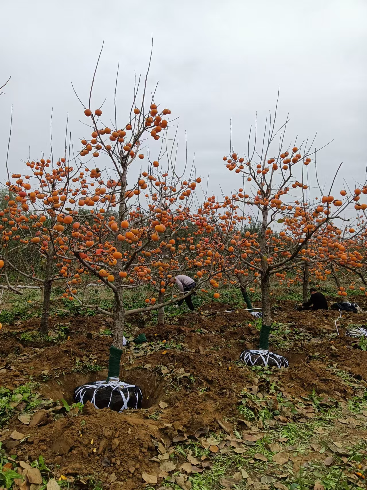 一物一拍植物盆景盆栽南北方种植