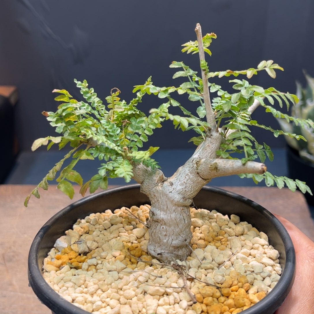 尼勒达Zzzzzzzzzzzzzz