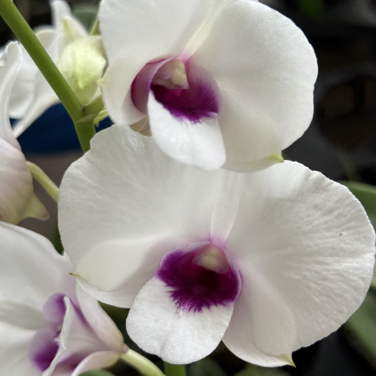 上帝之眼【秋石斛】白色紫心大花爆花耐热好养花期长  云南鲜花绿植