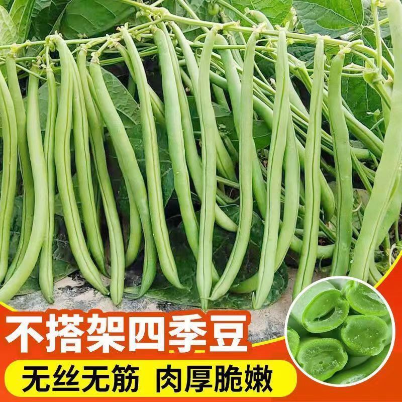 【无架四季豆种子】不搭架豆角种子耐热耐寒春秋矮豆角种子盆栽种子商品图