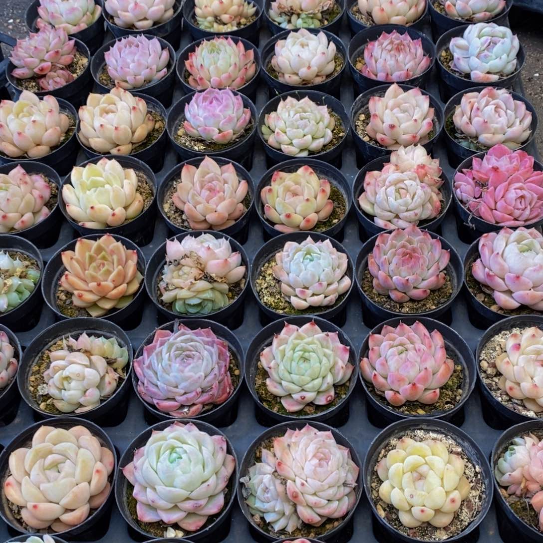 086的人和我一起看电影