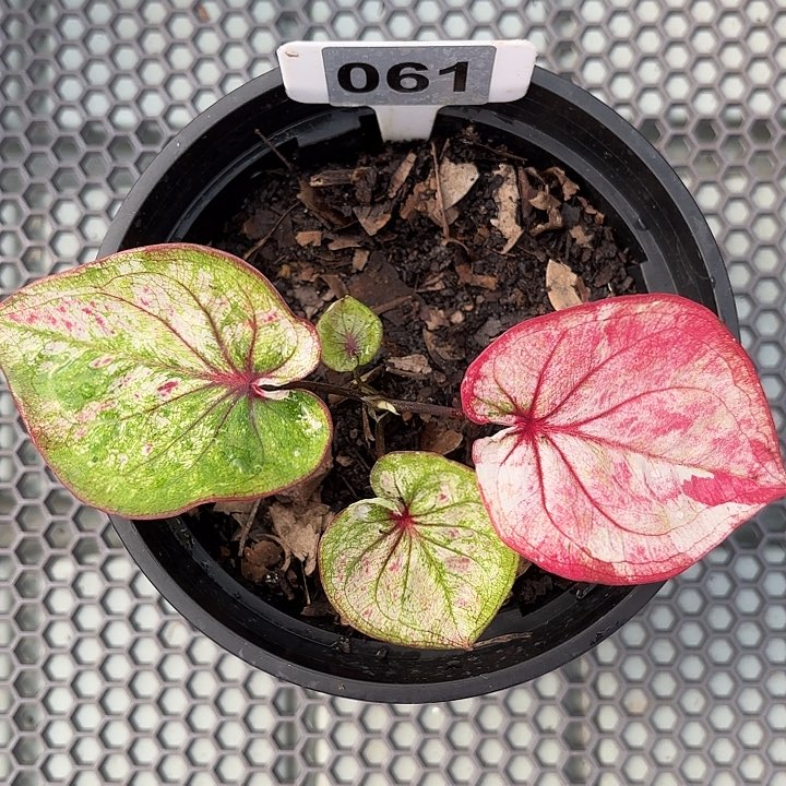 61-0219彩叶芋广东现货