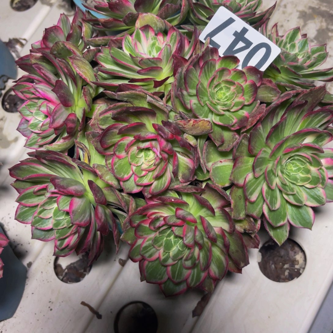 万花筒法师7//////27包邮