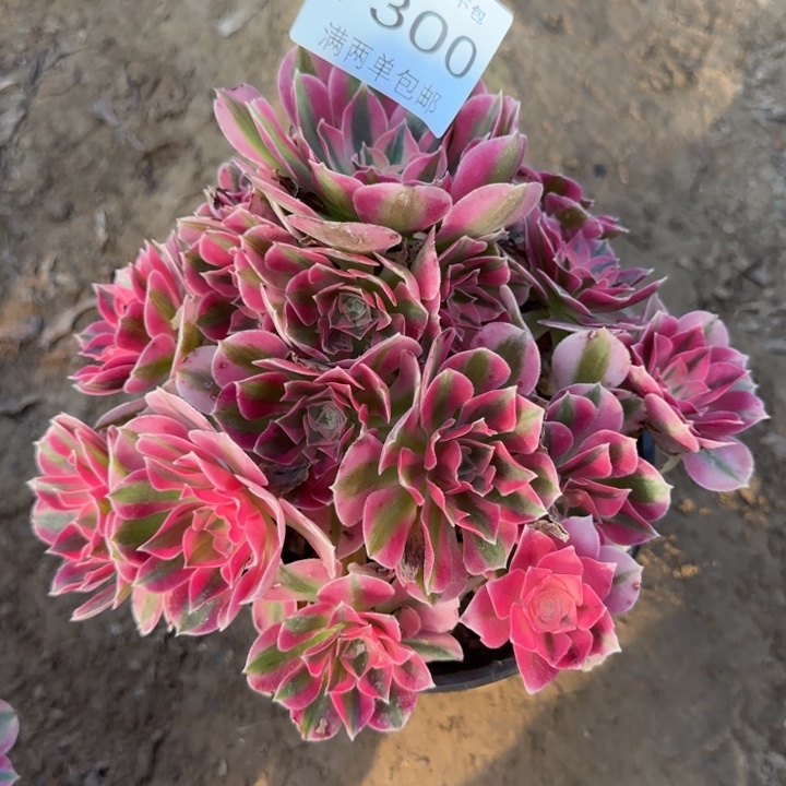 7300女巫多肉植物