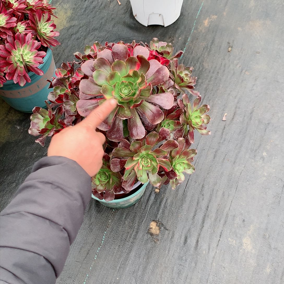 【闪购商品】小***?花蝴蝶，多肉