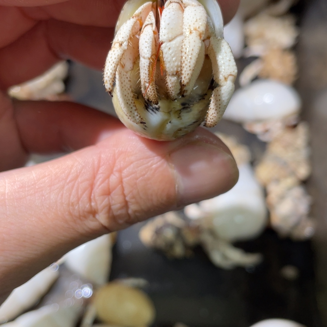 黑色关节奇奇怪怪