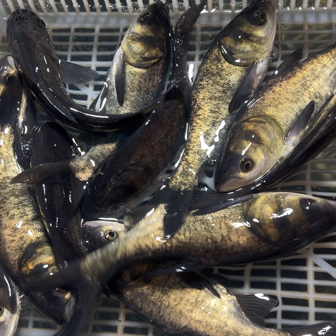 花莲15 －18公分4斤