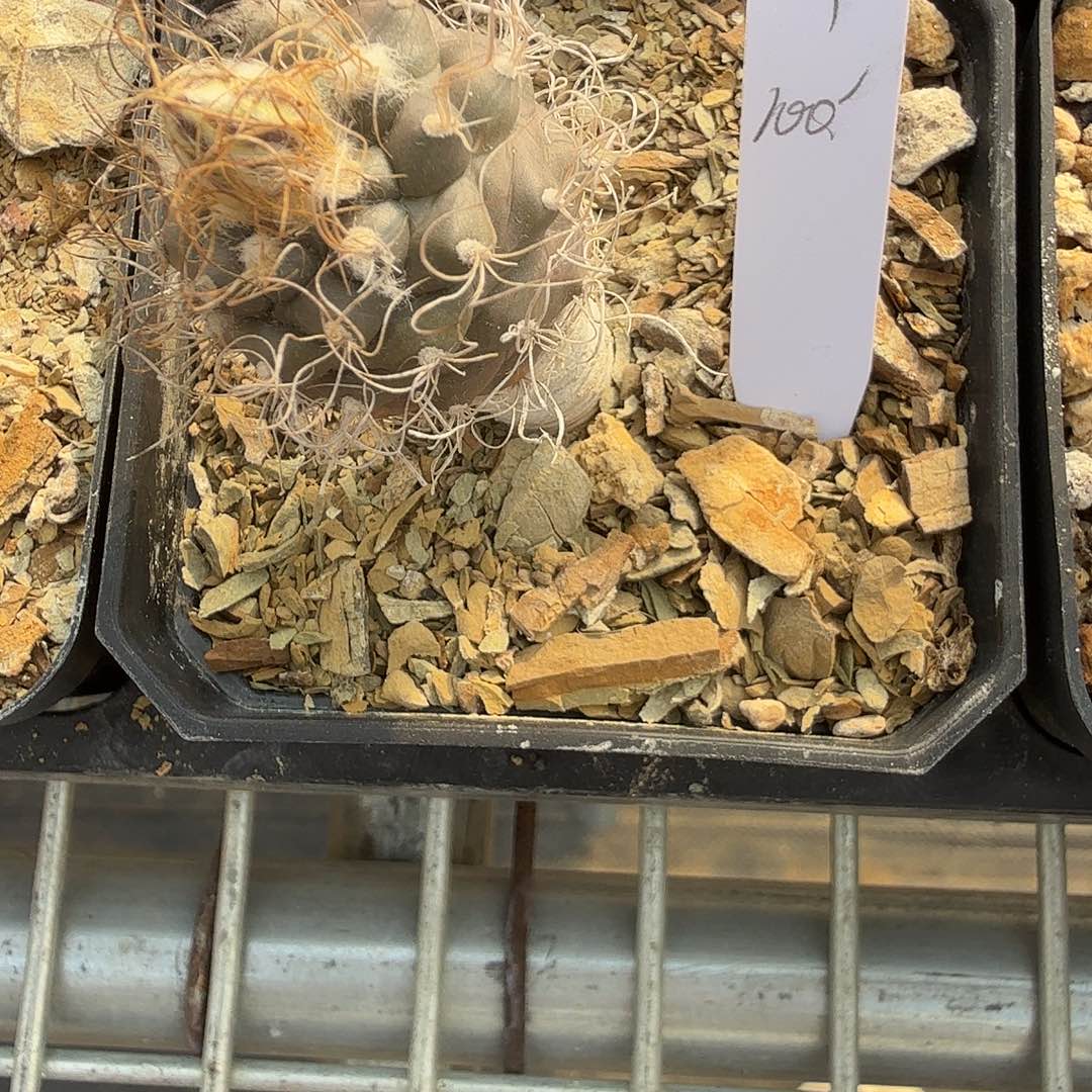 M***Y长城1颗花花花花花