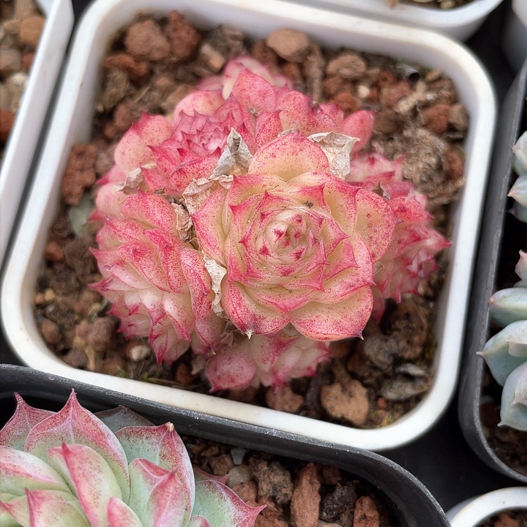 ?***?优选麦秆精品8210