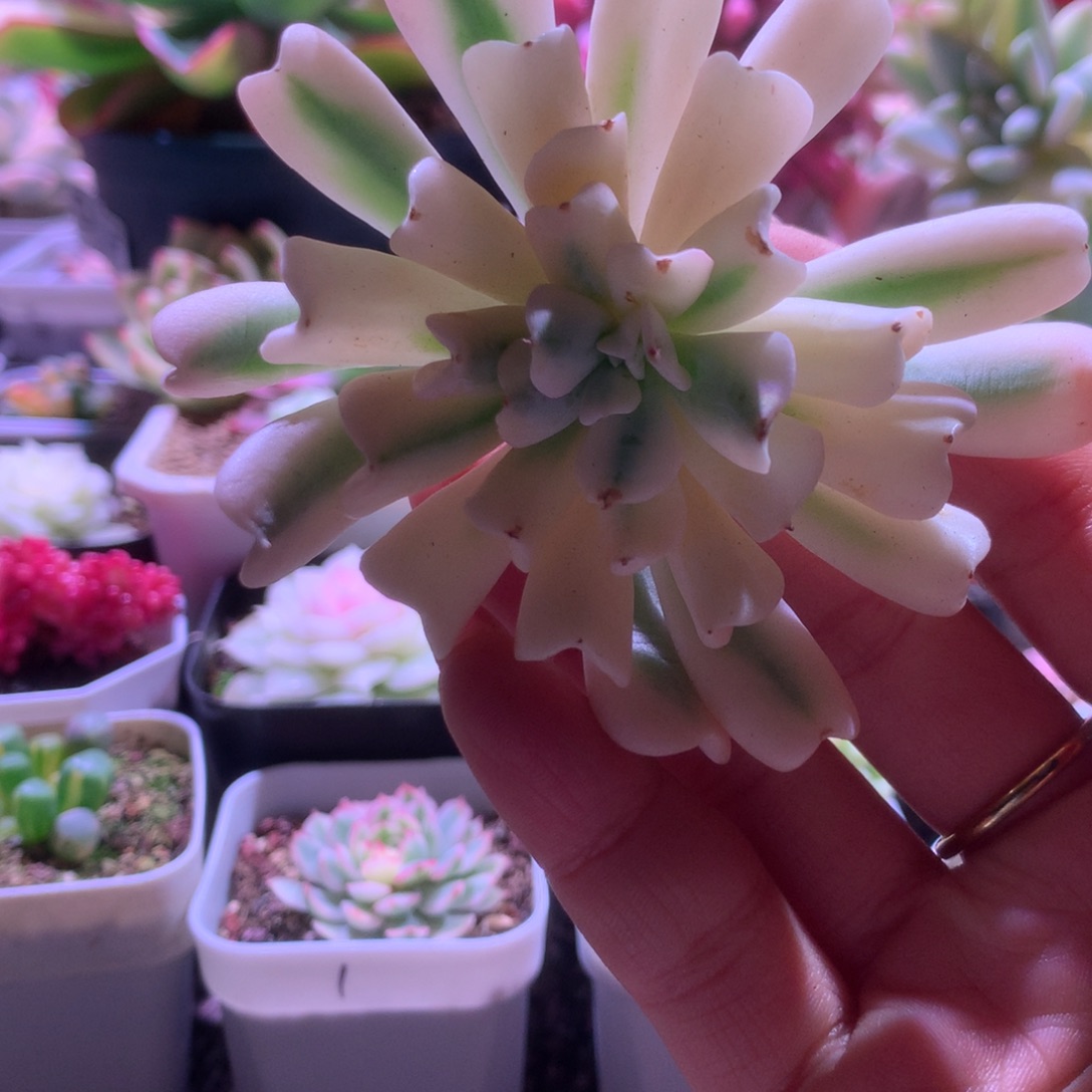 特玉莲覆轮锦头盖无根