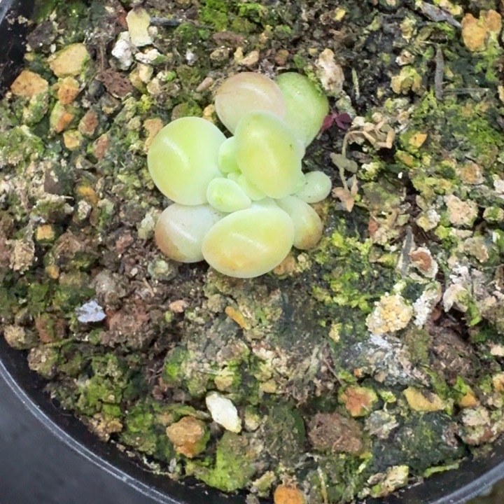 库克 叶插 一物一拍