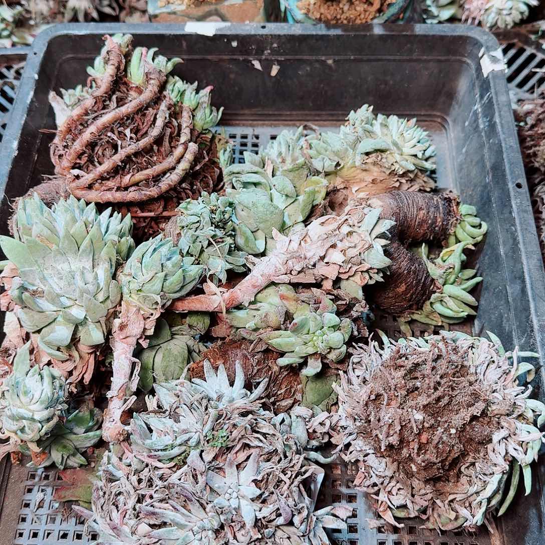 1751瑕疵框拍不售后