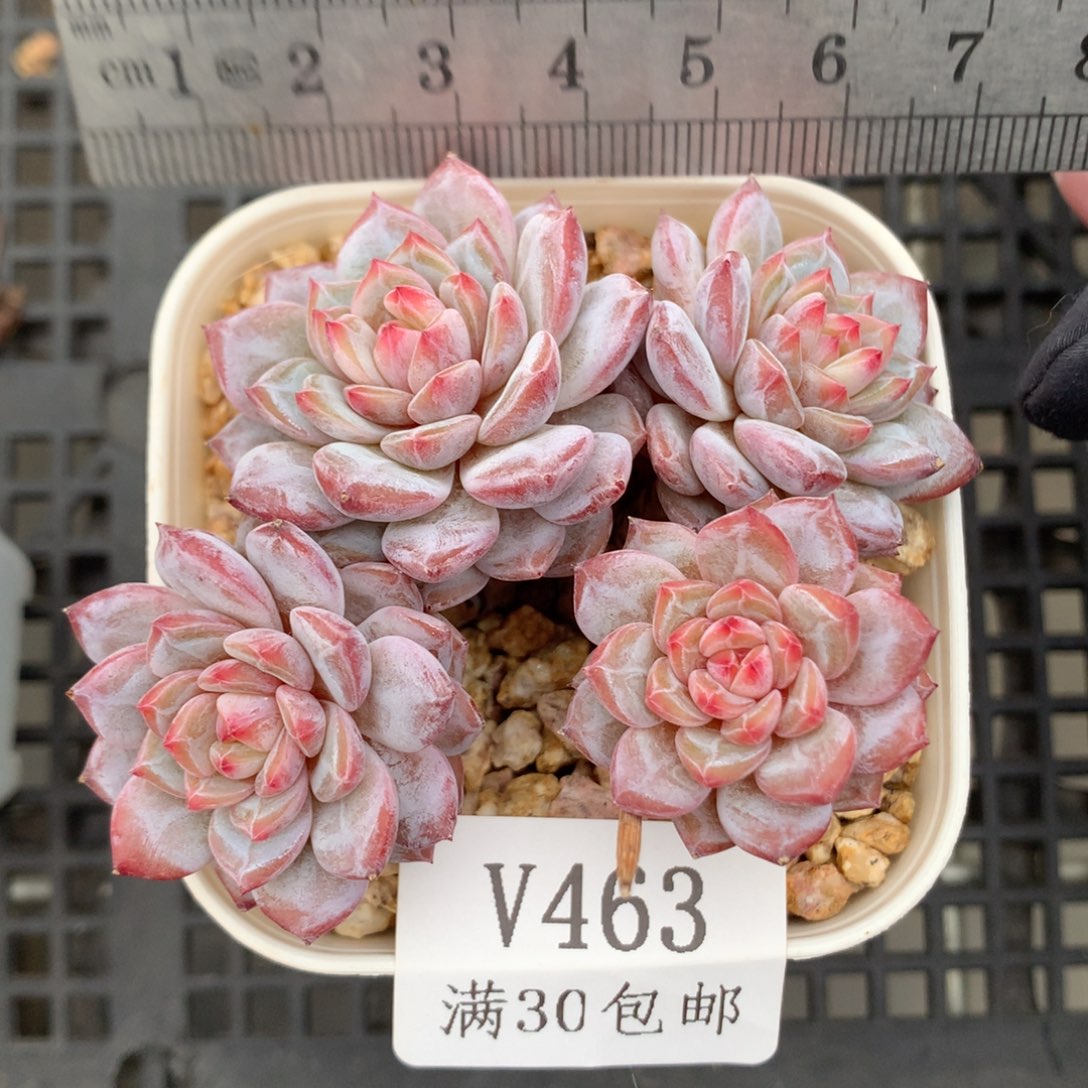 463。老桩玉芙蓉四头整群。