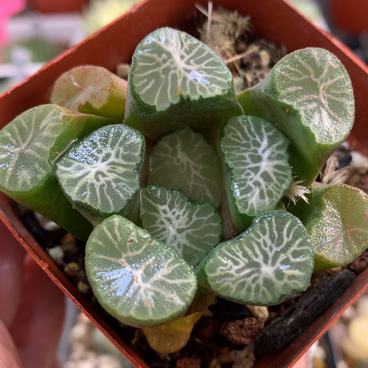 白妙万象带盆土发货