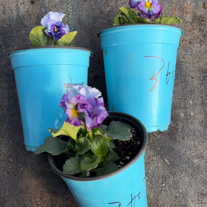 大部分花苞少量开放3607