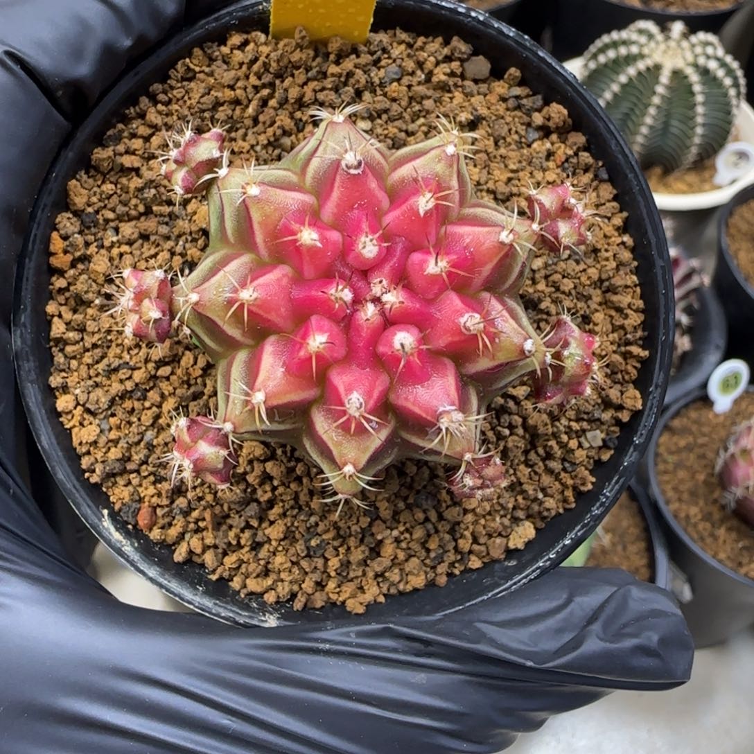 泰系名品侧芽小红帽161号