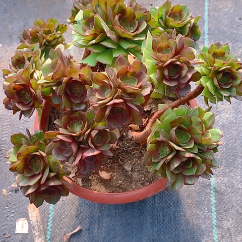 512万圣节多肉植物