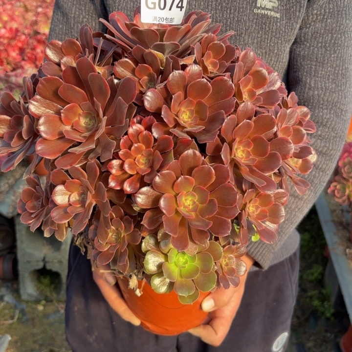 瑞妈，，。。。。074。恶魔之吻