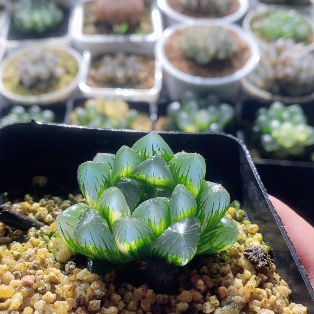 实生玉露锦多肉植物多肉植物