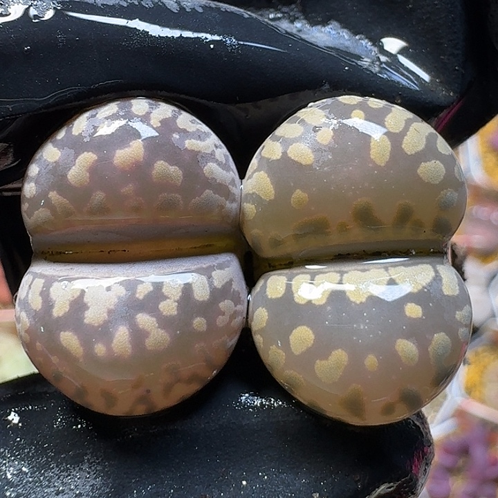 生石花111111。  202