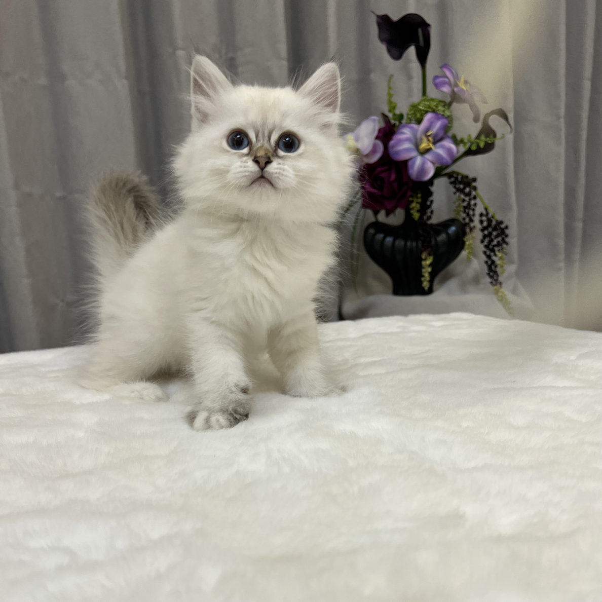 长毛银点妹妹宠物猫