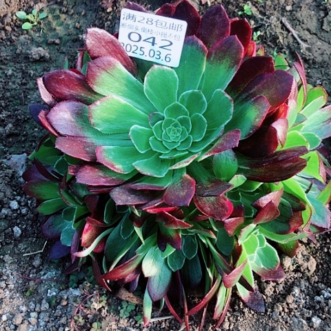 3.6-42万彩灯多肉植物