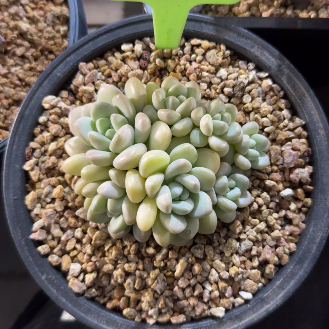 泡泡糖22222222222222222