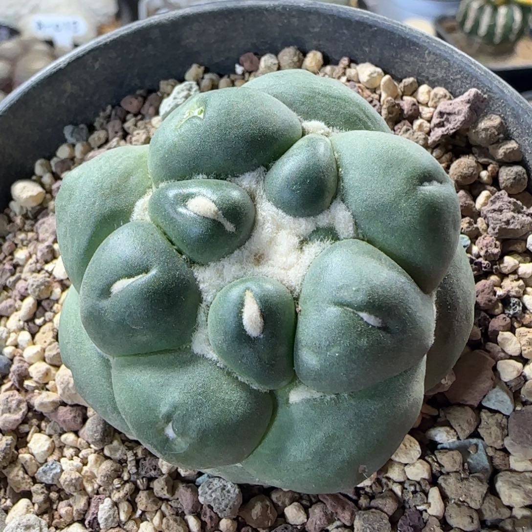 16萝卜根蜘蛛之眼多肉4.8厘米