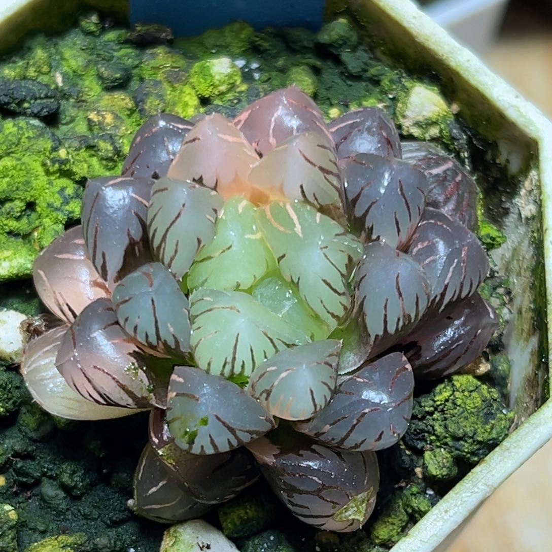 恭喜发财大吉大利728