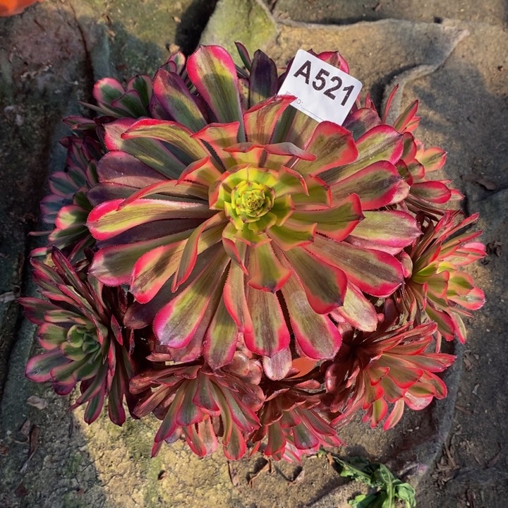 美亚多肉植物521