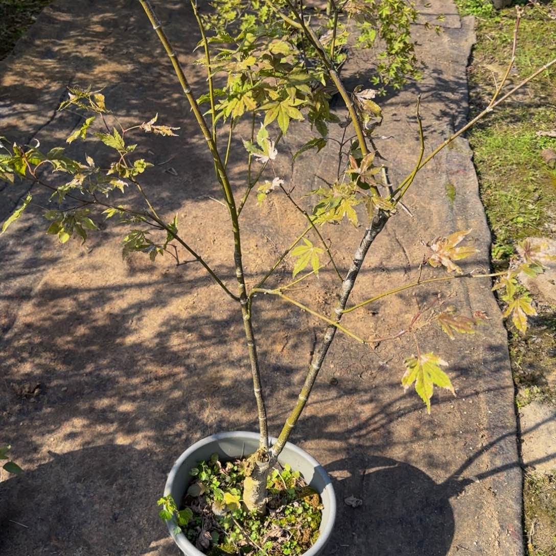 无花朵各种各样的品种