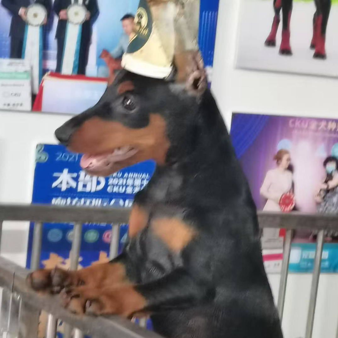 052-07迷你宾莎犬、迷你杜宾